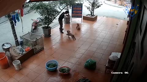 Funny animal attack. 99% try very hard to not laugh.