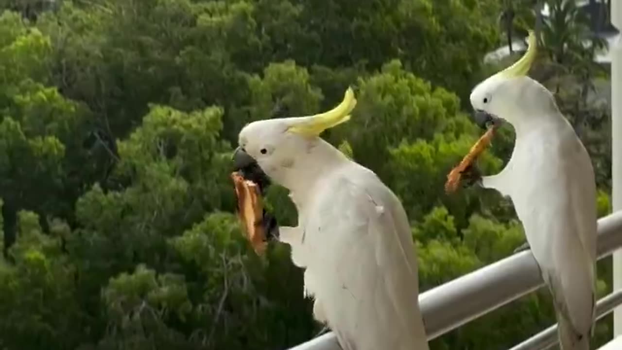 Parrots ate the pizza ordered at home with the view.