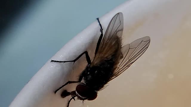 House Fly consuming coffee from the cup