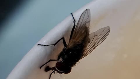 House Fly consuming coffee from the cup