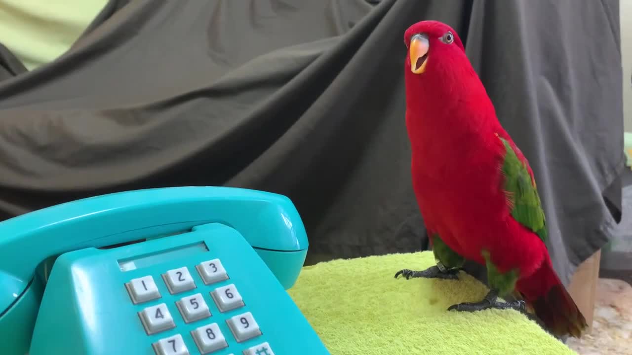 Red birb is teleworking.