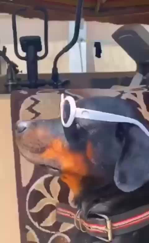 Chien dansant sur de la musique africaine