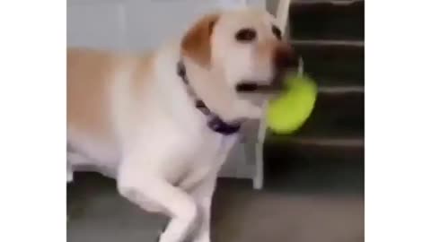 Funny video of dog