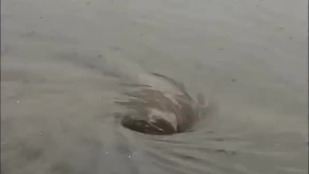 The hero we needed