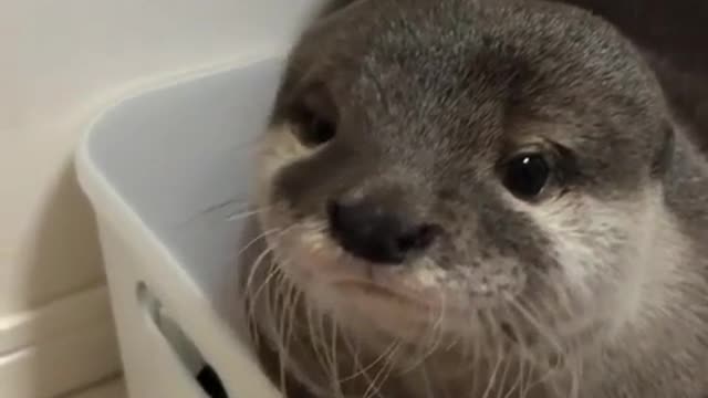 This Otter is the cutest animal I have ever seen