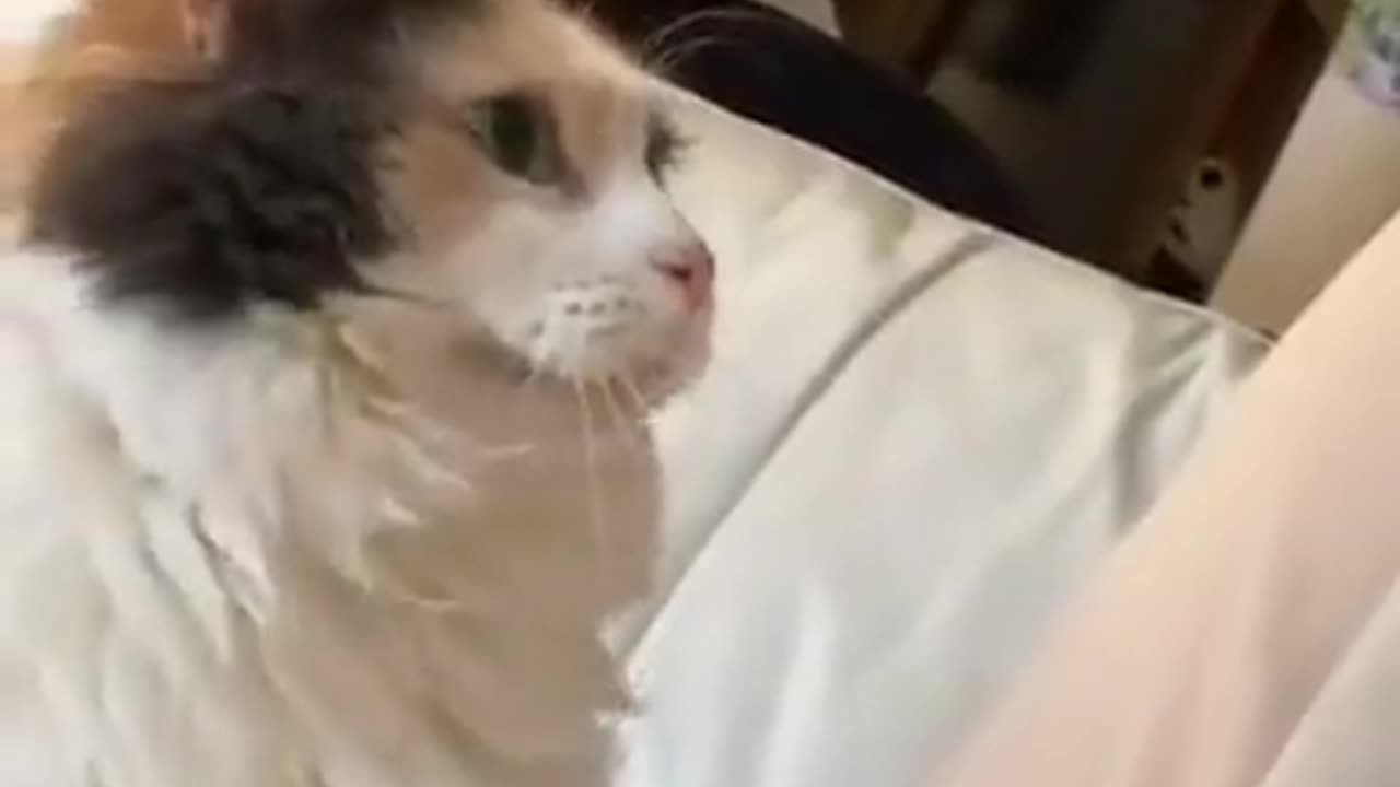 A cat pokes you with his head because he wants you to pay attention to him