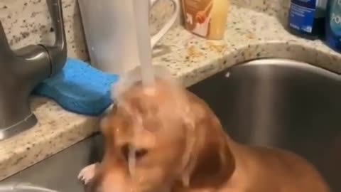 Cute puppy having a bath