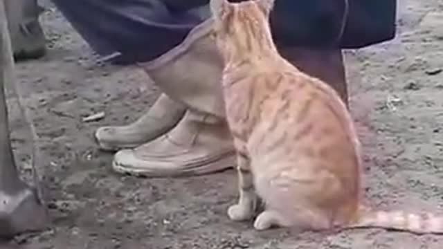 Funny cat asking for milk