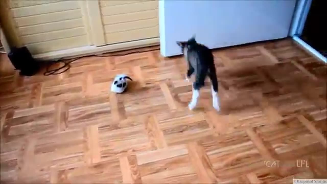 Funniest Animals 2023 😂 New Funny Cats and Dogs Videos 😻🐶 Part 12