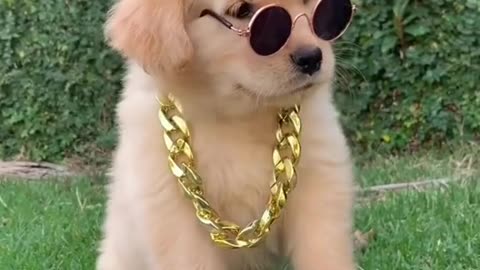 Hip hop puppy