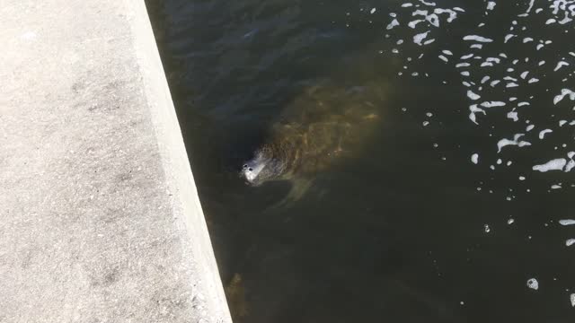 Manatee says "hello" WPB Intracoastal