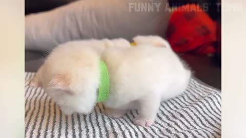 Funny pet video (part-1 )