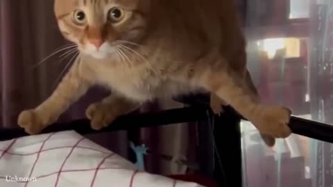 Funny Cat Videos of 2024 😍