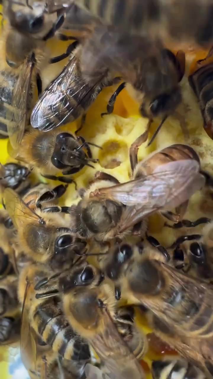 ⁣Die Teilung des Bienenvolks: Wie Arbeiterinnen neue Königinnen erschaffen