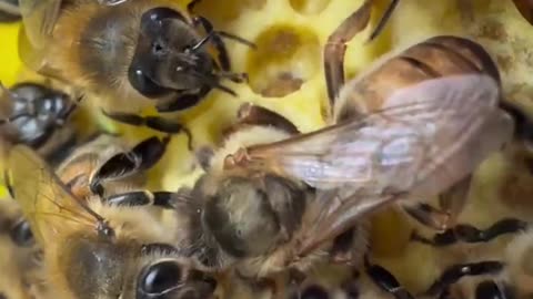 Die Teilung des Bienenvolks: Wie Arbeiterinnen neue Königinnen erschaffen