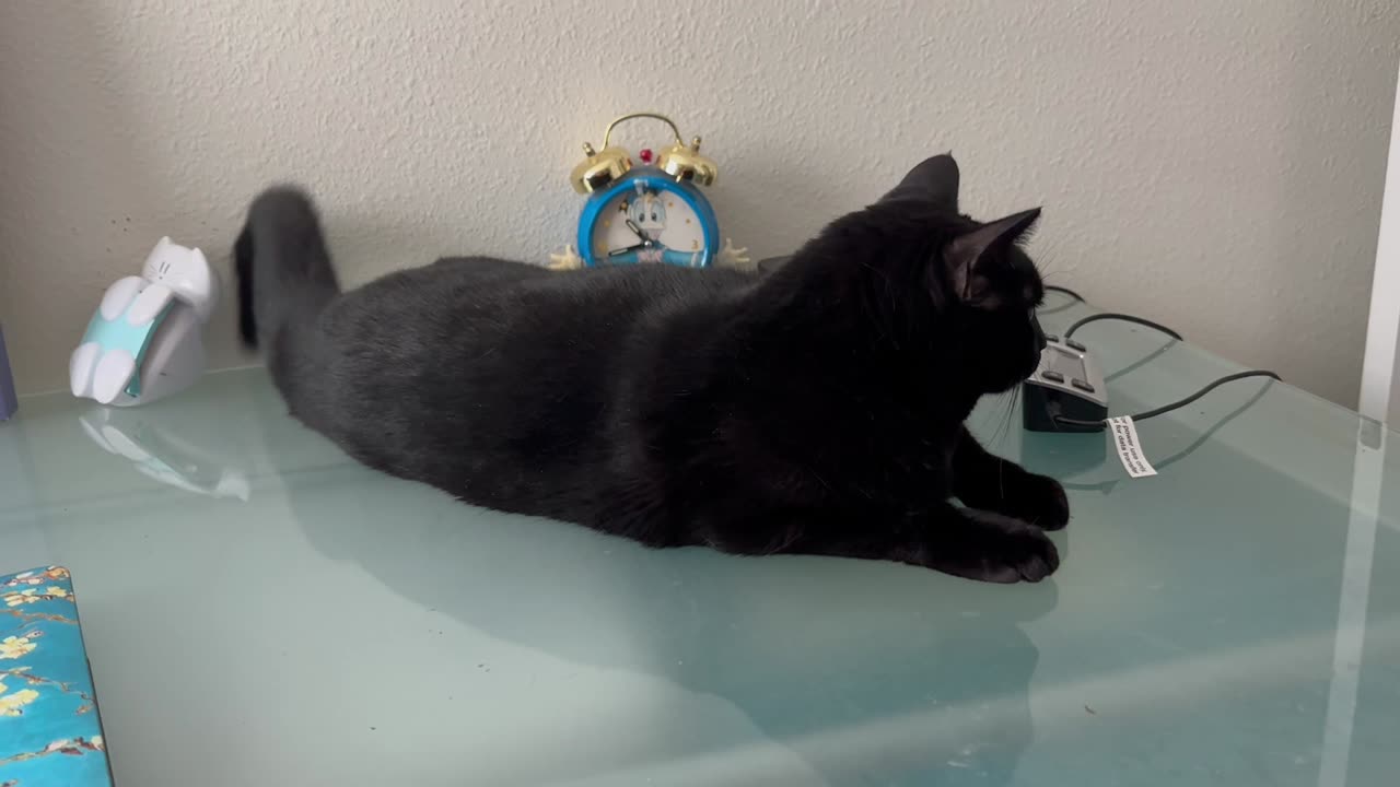 Adopting a Cat from a Shelter Vlog - Cute Precious Piper Does a Long Kitty on the Office Desk