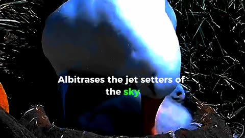 Fun Facts About Albatrosses!