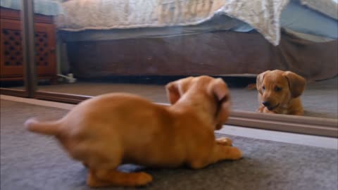 Cheerful playing puppy!