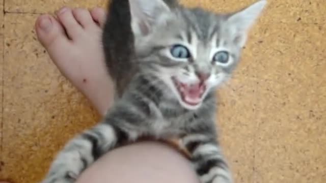 SCOUT IS HUNGRY!!!
