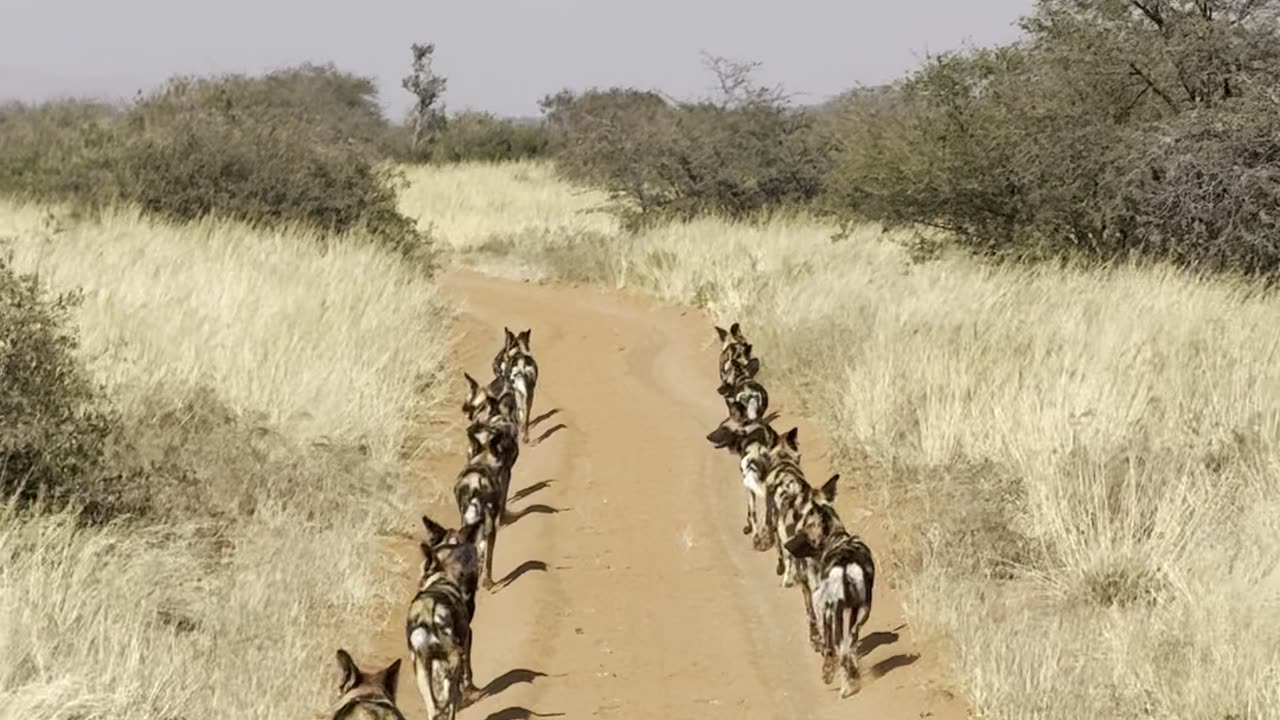 Wild Dogs