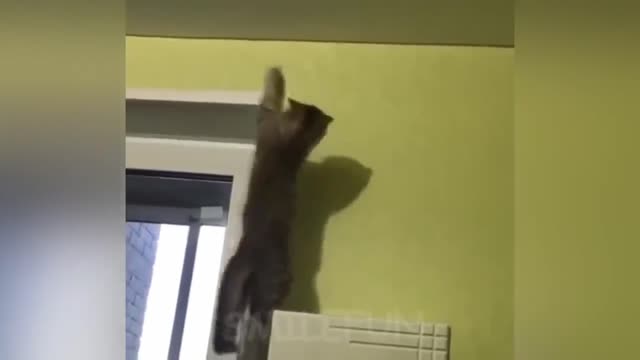 🦁 Funniest Animals 🐼 - Try Not To Laugh 🤣 - Funny Domestic And Wild Animals' Life