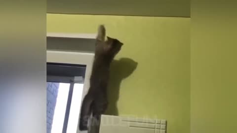 🦁 Funniest Animals 🐼 - Try Not To Laugh 🤣 - Funny Domestic And Wild Animals' Life