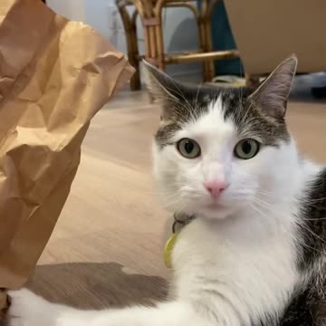 cat Beer cat . nothing will stop me from getting at those beers