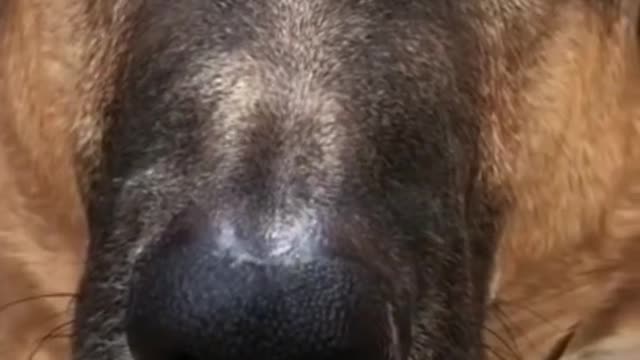 Funny dogs on tiktok #Short