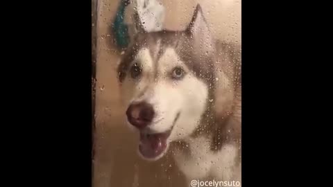 Try Not to Laugh - Puppies Edition #30