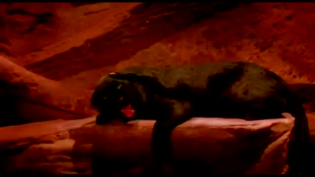 cat people david bowie