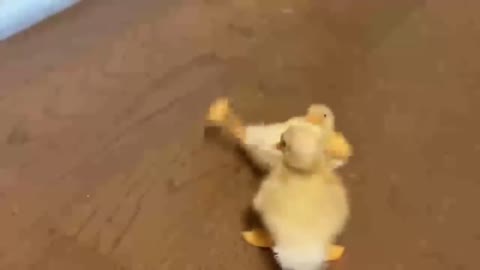 duck gives puppy a ride