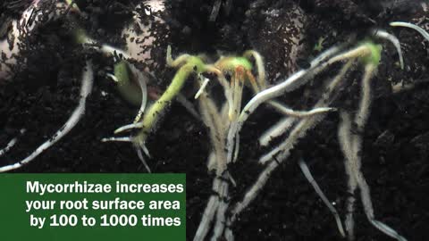 MycoMaxx Increases Root Surface Area