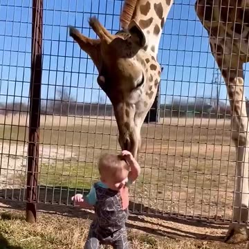 Giraffe gives cute baby smooches
