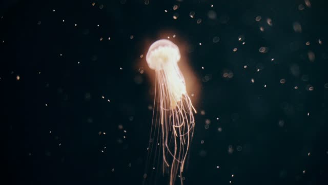 A Jellyfish That Shines