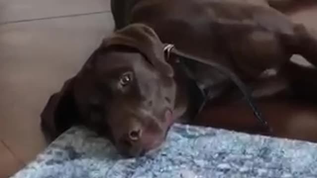 Lab surprises mom with the sweetest smile