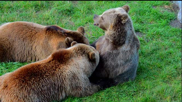 mãe ursa alimentando a garotada.