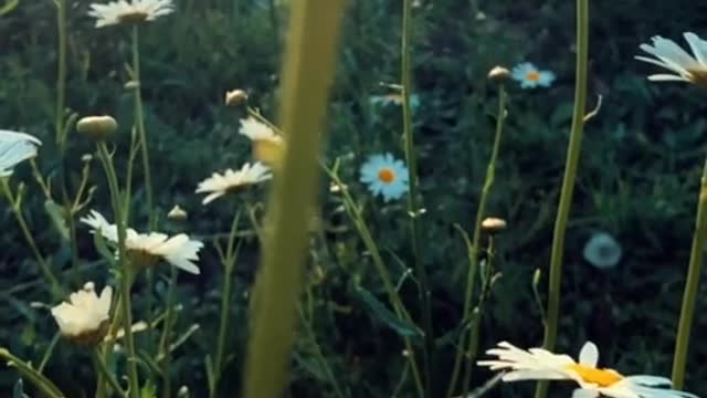 It would seem just daisies, but it's so beautiful, don't you agree?