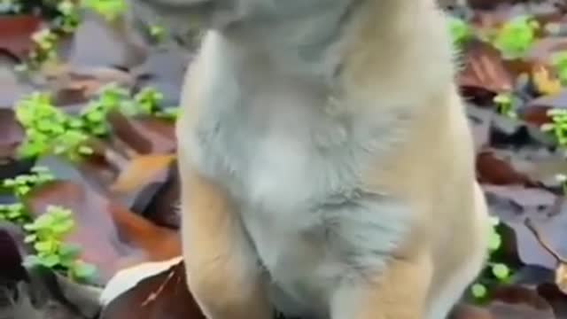 When dogs become cute puppy😍