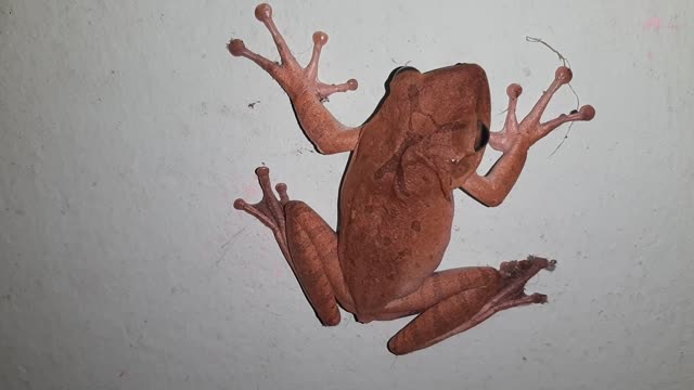 Close-up of tree frog