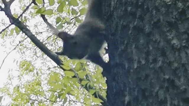 Cute little squirrel