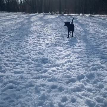 Dog scared of snowman