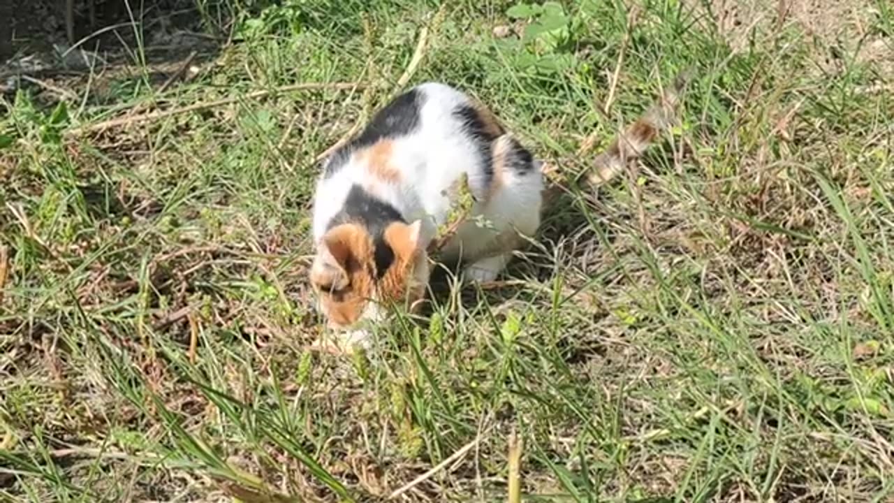 Cute colorful cat resting under the sun