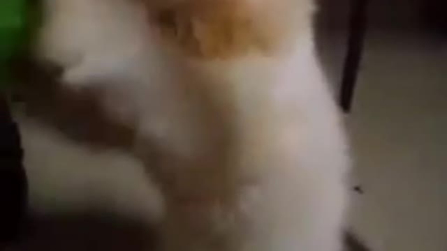 Cat playing l playing cats