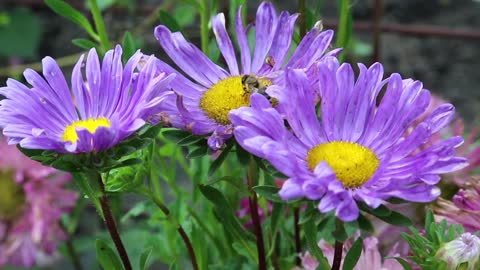 Worker bee on purple flowers