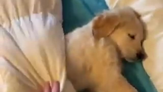 Puppy isn't get wake up||viral dog