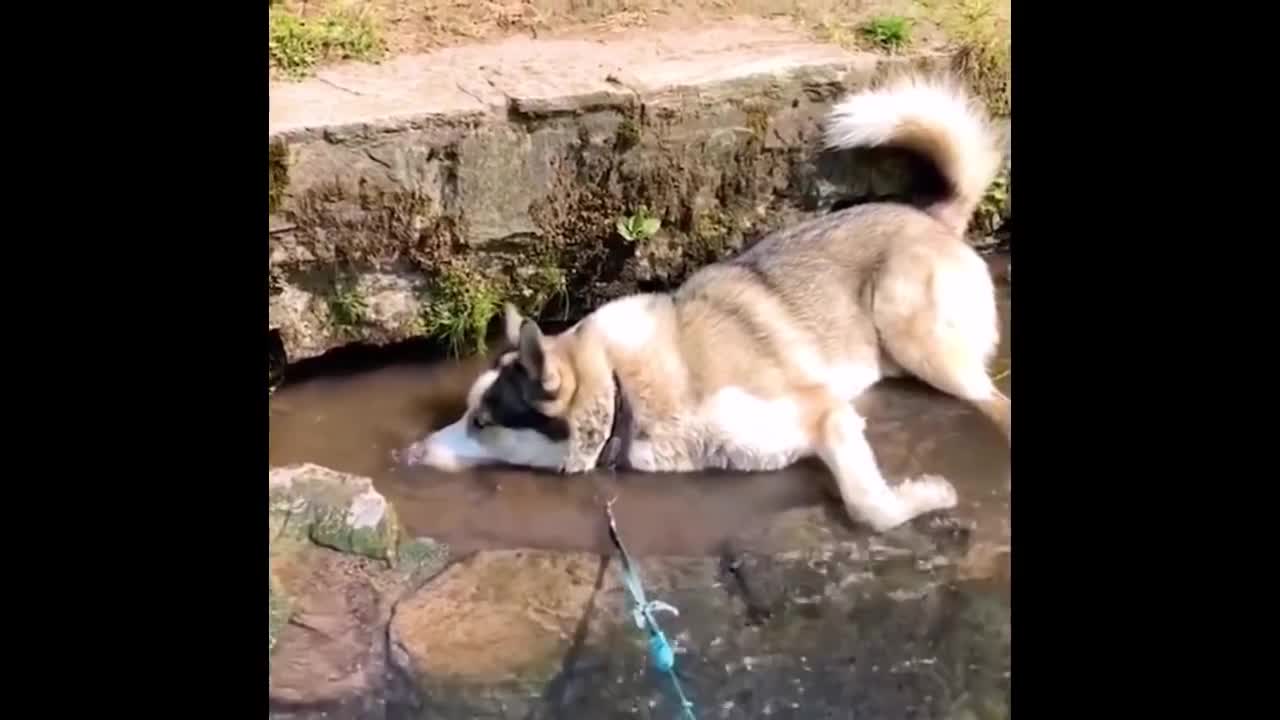 Try to don't laugh