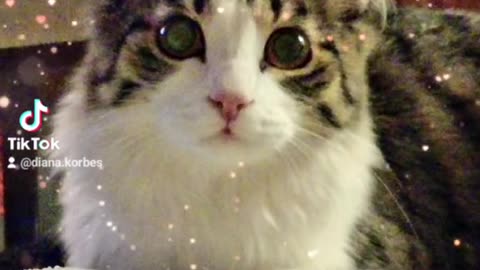 Just my cat