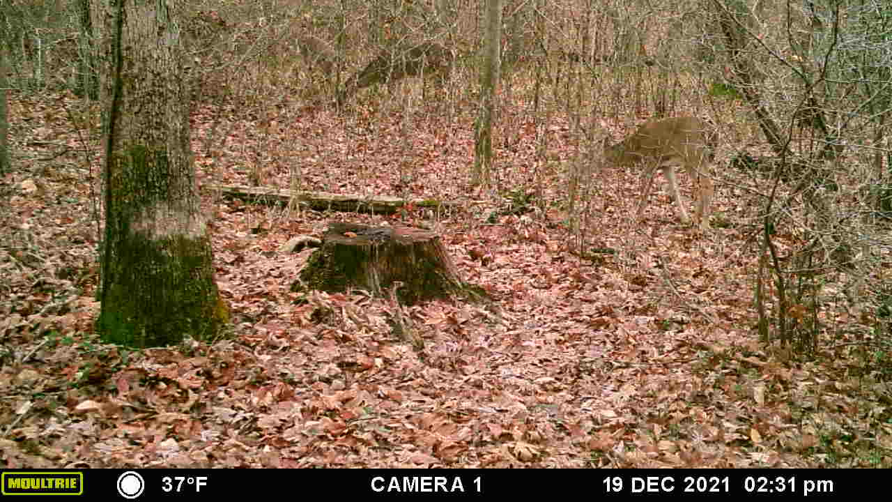 Four deer grazing