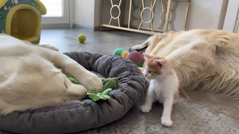 Kitten likes to play with the Golden Retrievers