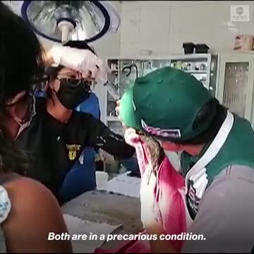 Peruvians race to rescue animals after a devastating oil spill